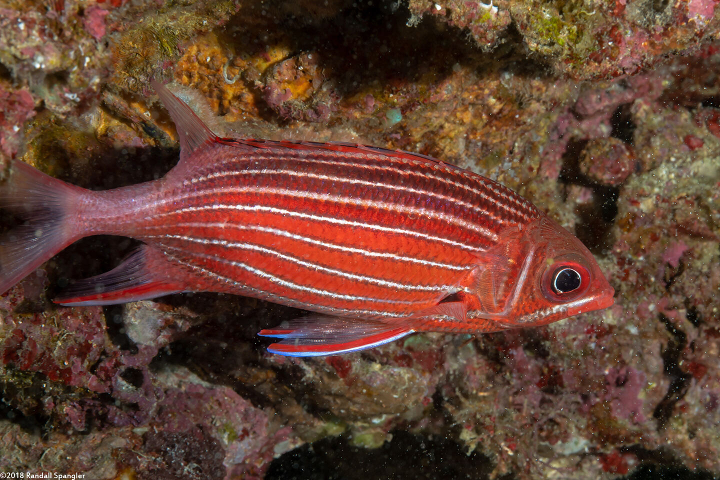 Sargocentron diadema (Crown Squirrelfish)