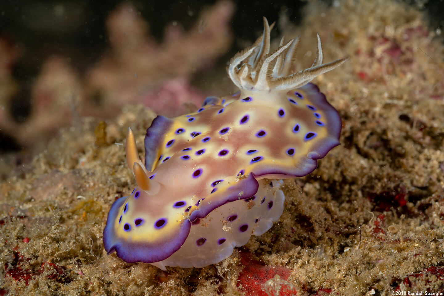 Goniobranchus kuniei (Kunie's Chromodoris)