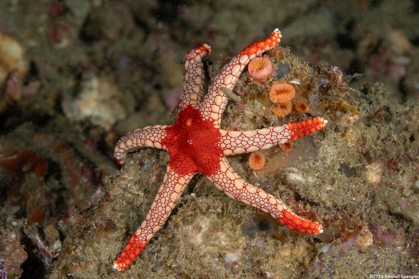 Fromia monilis (Peppermint Sea Star)