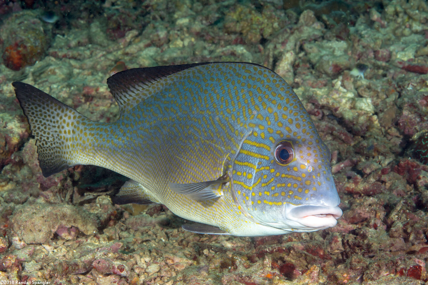 Diagramma pictum (Silver Sweetlips)