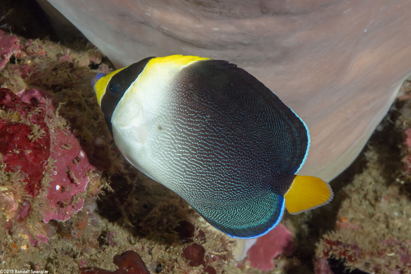 Chaetodontoplus mesoleucus (Vermiculated Angelfish)