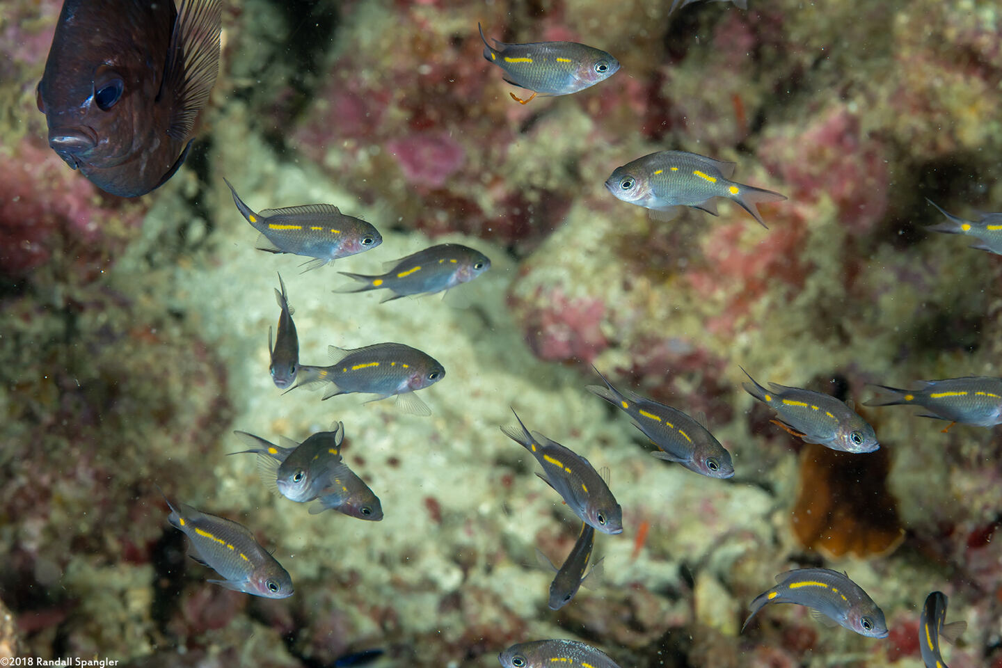 Acanthochromis polyacanthus (Spiny Chromis)