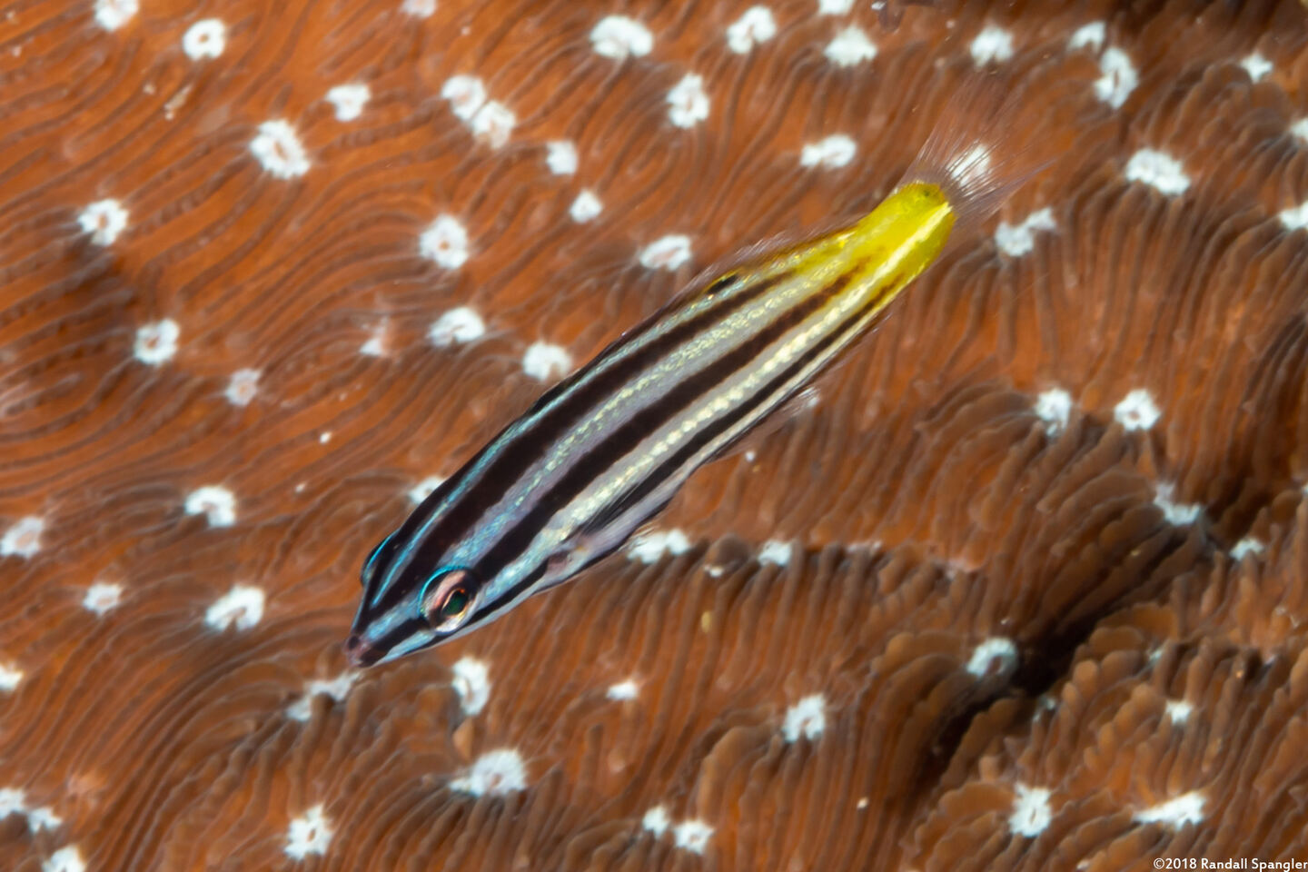 Halichoeres prosopeion (Twotone Wrasse)