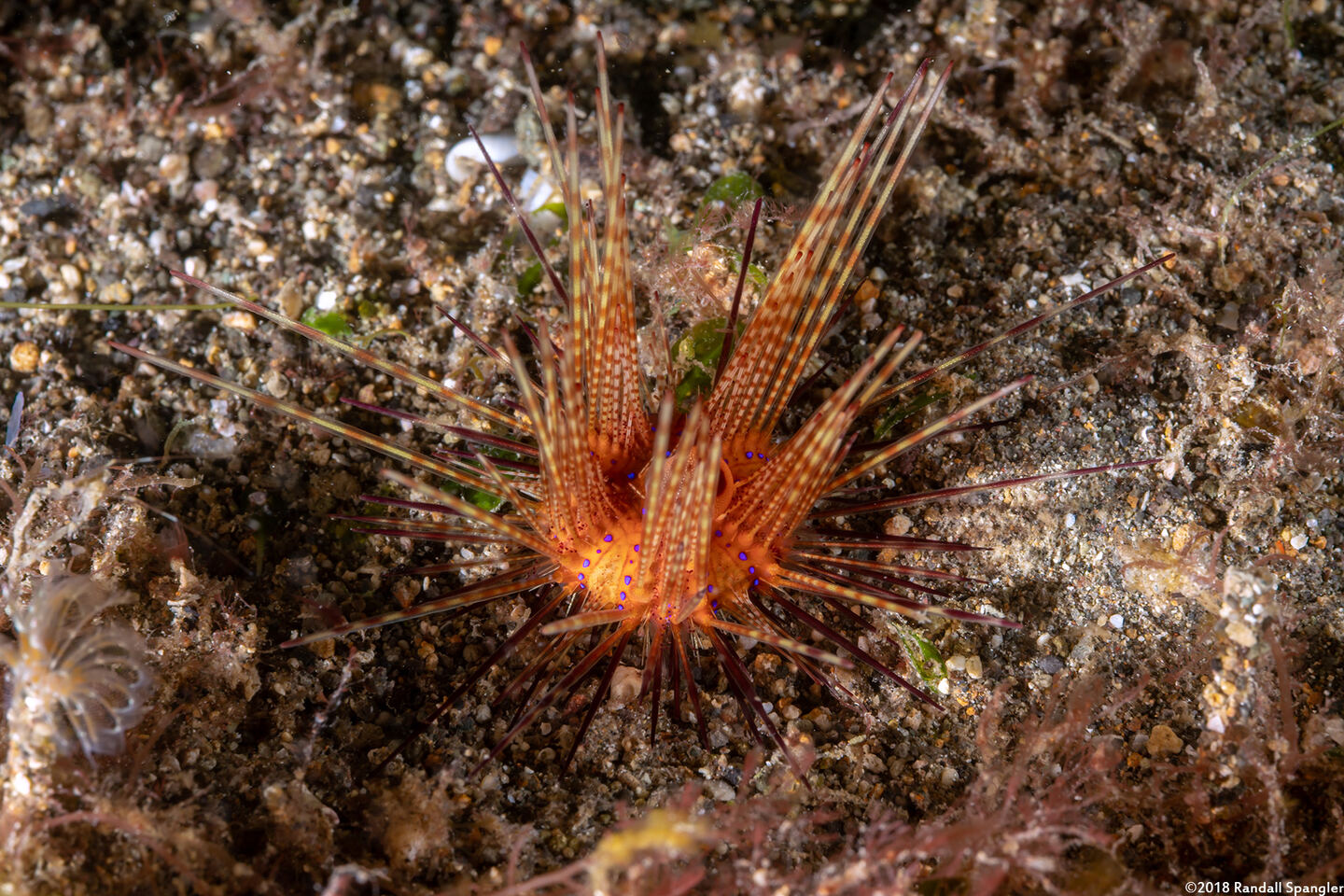 Astropyga radiata (Radiant Sea Urchin)
