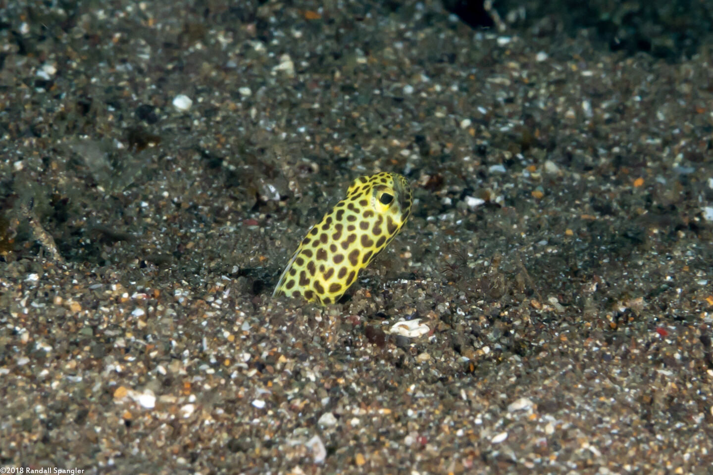 Heteroconger taylori (Taylor's Garden Eel)