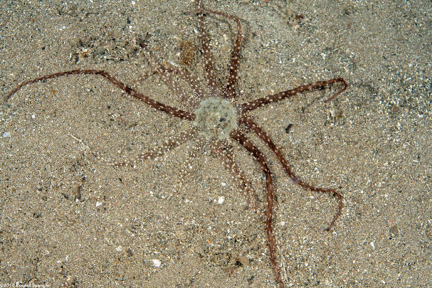 Actinostephanus haeckeli (Haeckel's Sand Anemone)