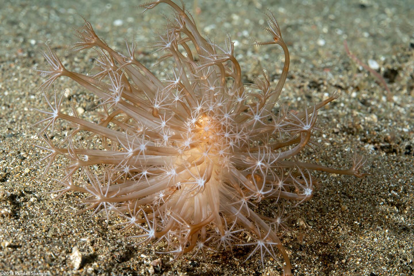 Cavernularia cf. obesa (Cavernularia cf. Obesa)