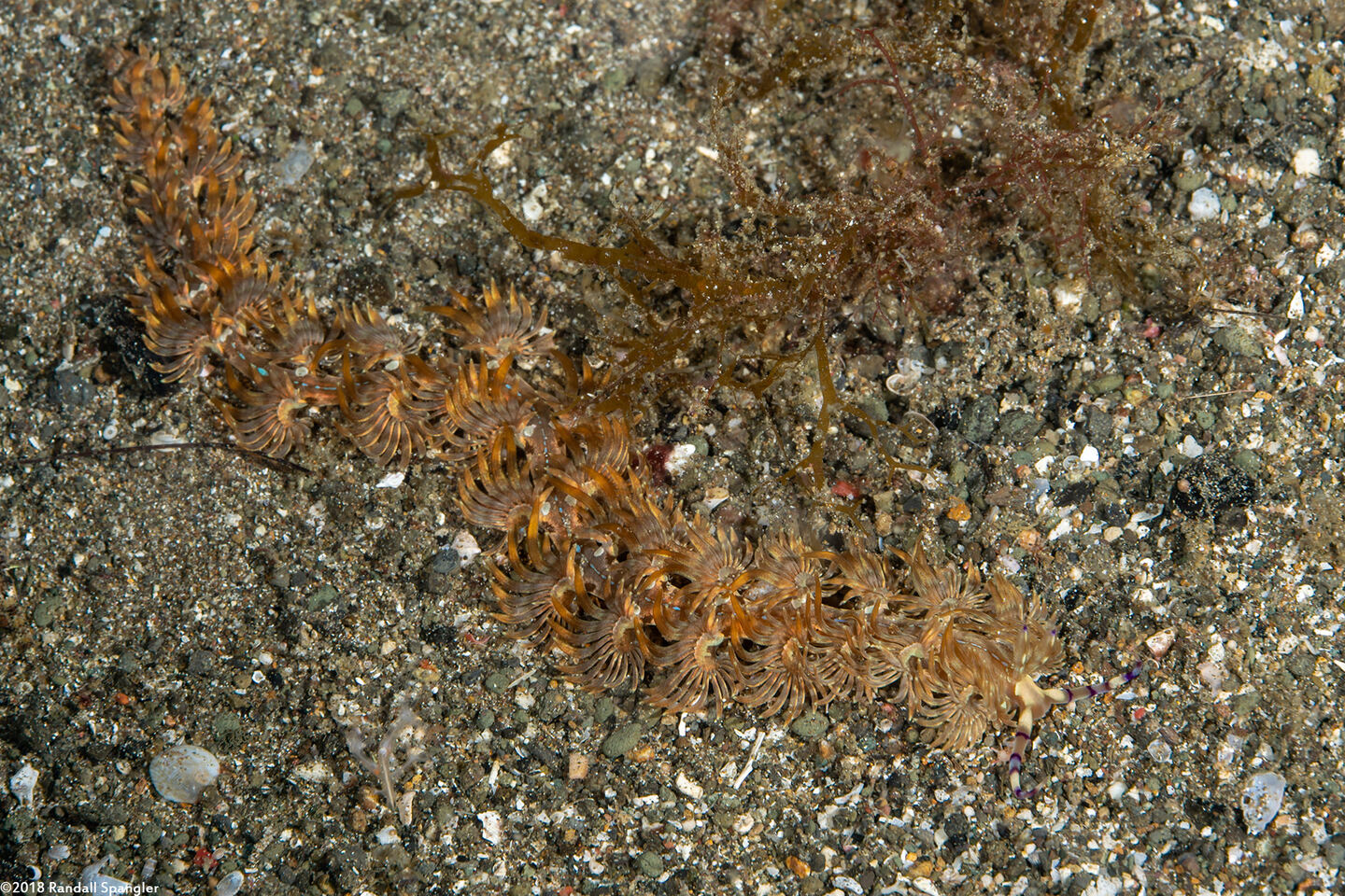 Pteraeolidia semperi (Blue Dragon Nudibranch)