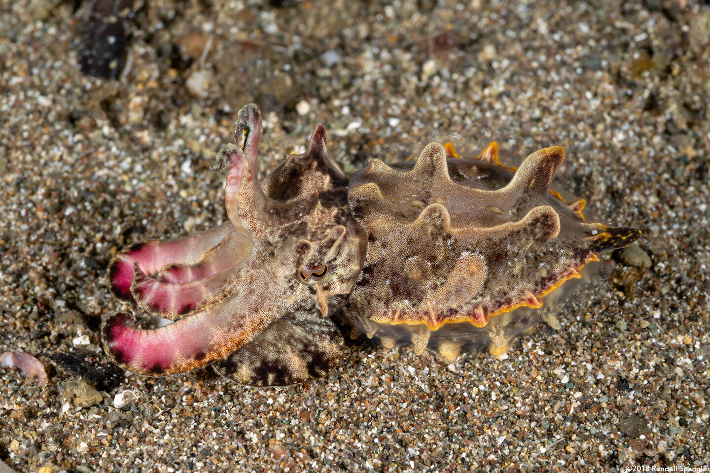 Metasepia pfefferi (Flamboyant Cuttlefish)