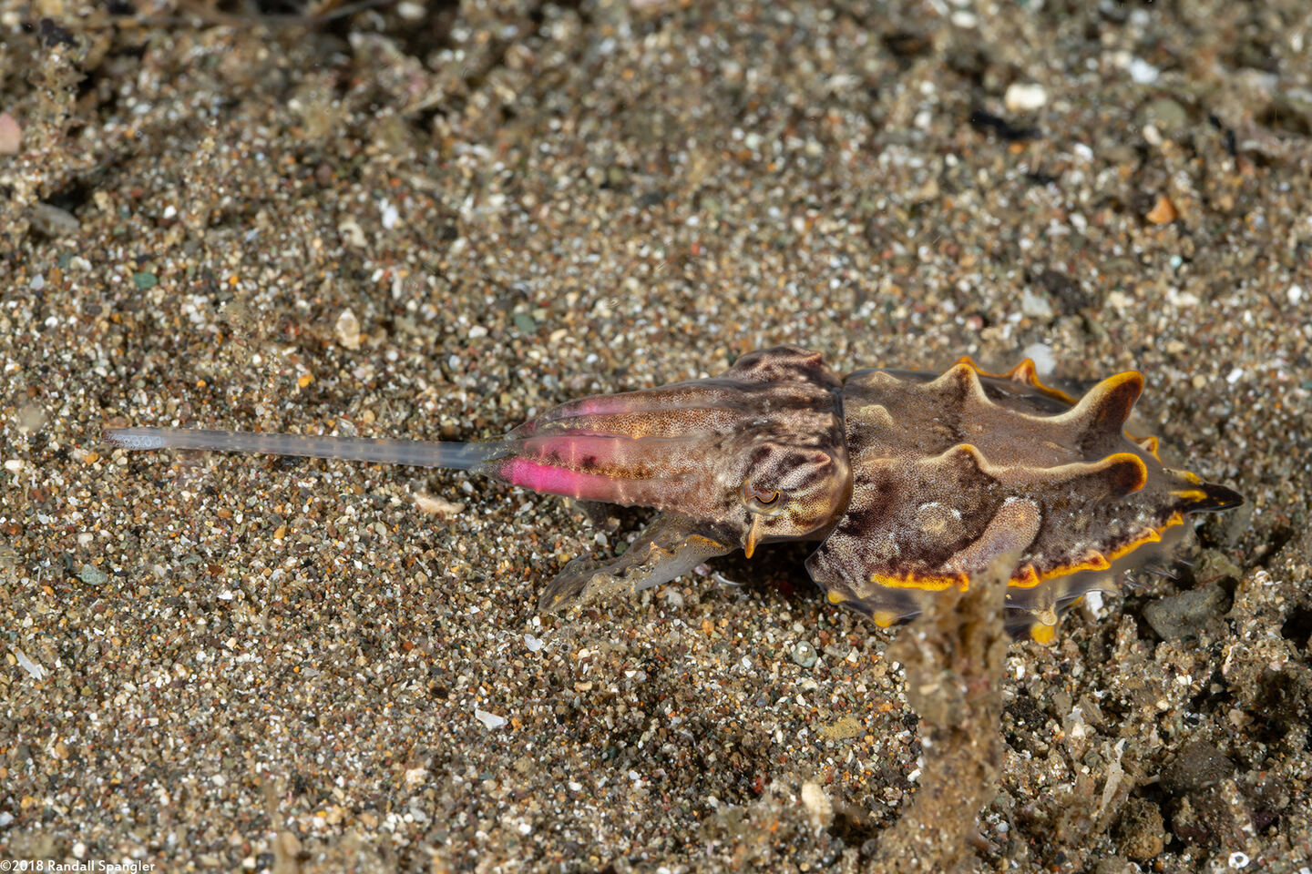 Metasepia pfefferi (Flamboyant Cuttlefish)