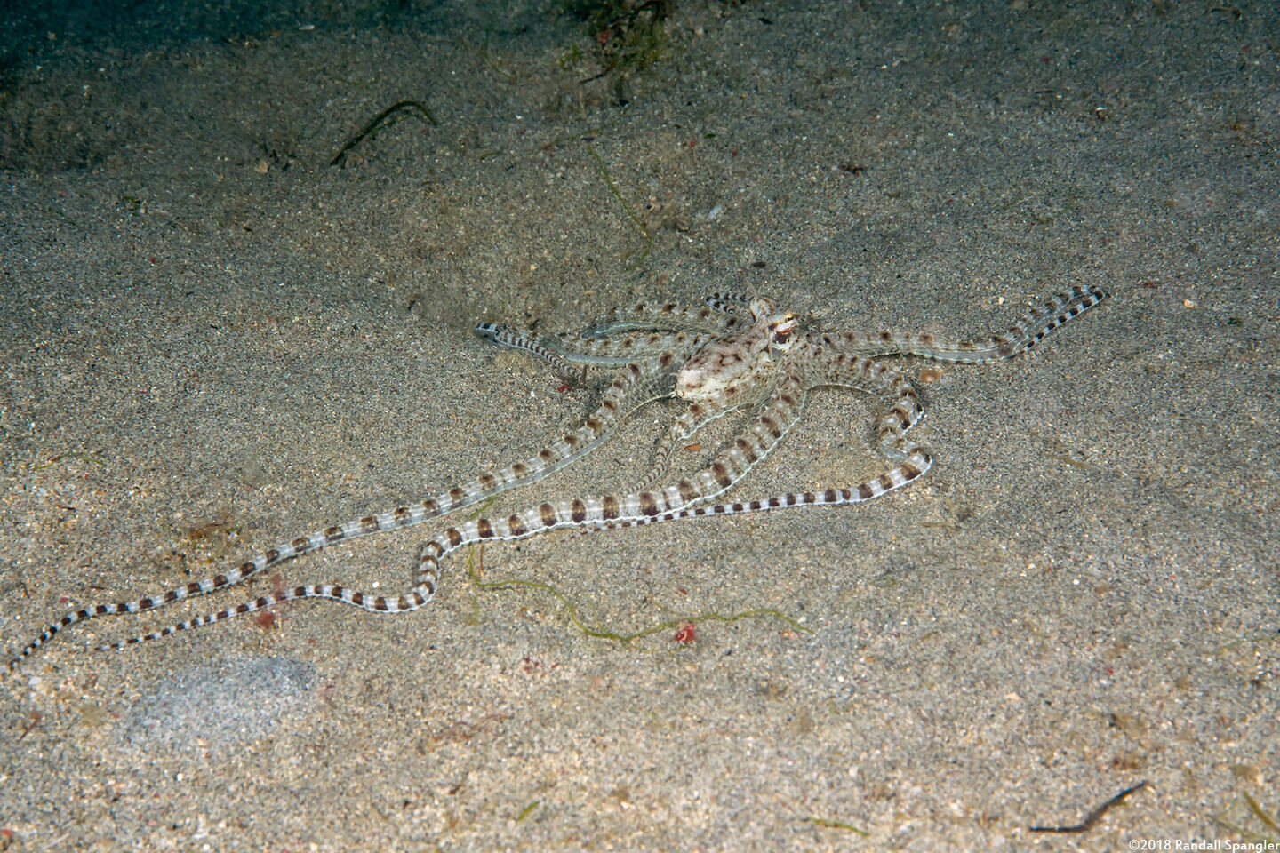 Thaumoctopus mimicus (Mimic Octopus)
