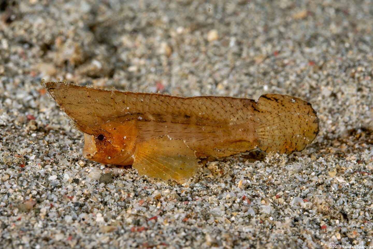 Ablabys macracanthus (Spiny Waspfish)