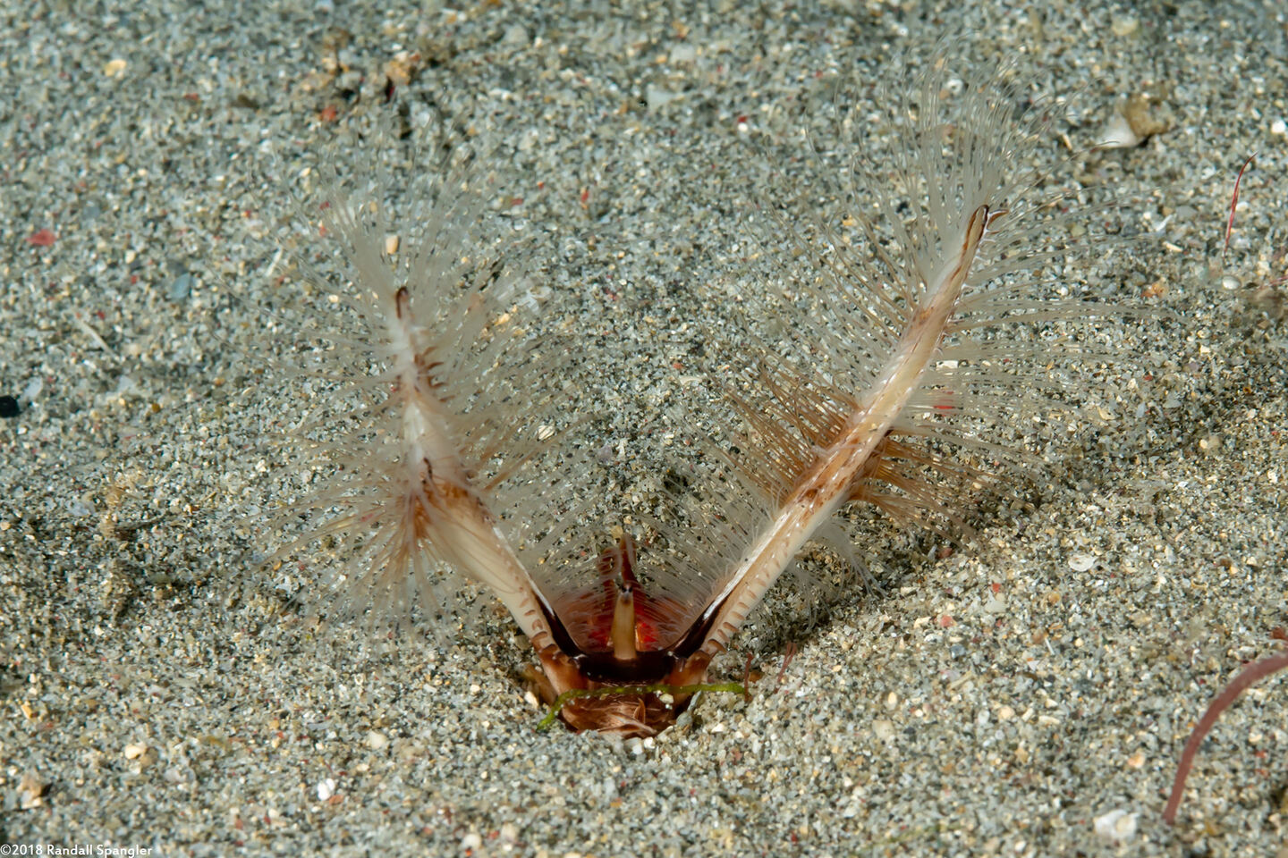 Lygdamis sp.1 (Lygdamis sp.1)