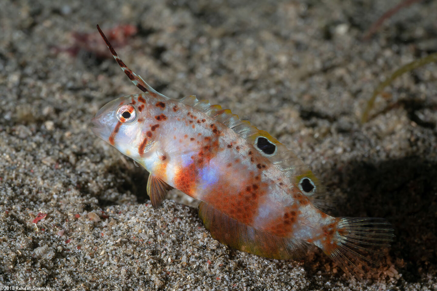 Iniistius aneitensis (Whitepatch Razorfish)