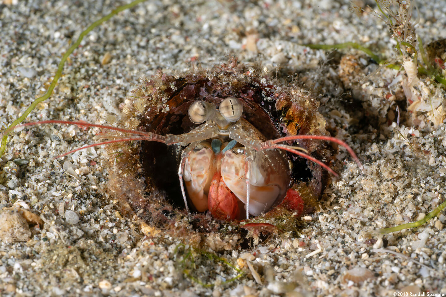 Haptosquilla stoliura (Blue Spot Mantis)