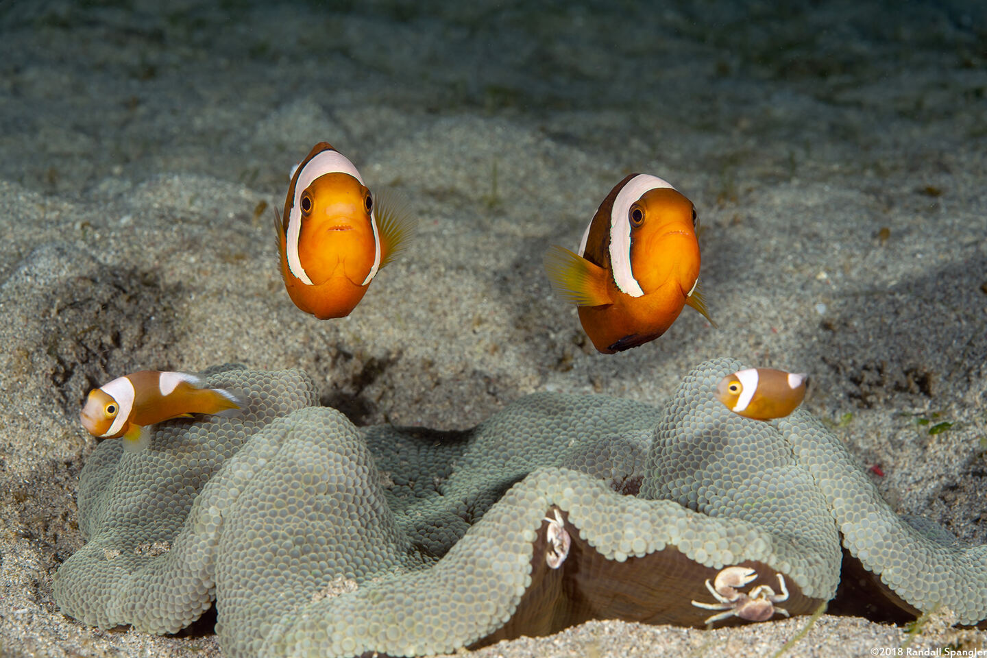 Amphiprion polymnus (Saddleback Anemonefish)