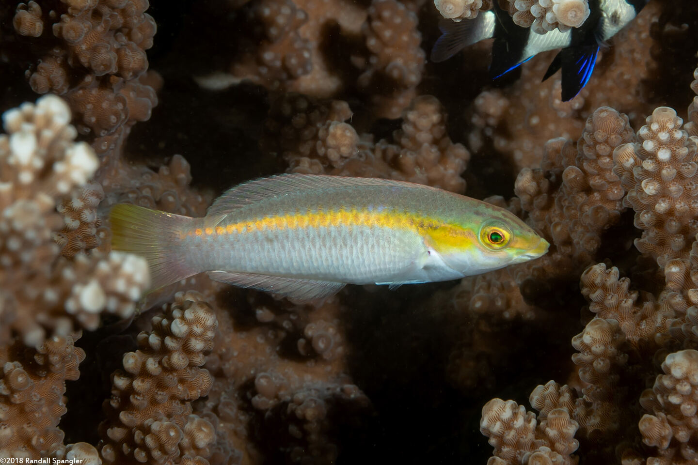 Halichoeres scapularis (Zigzag Wrasse)