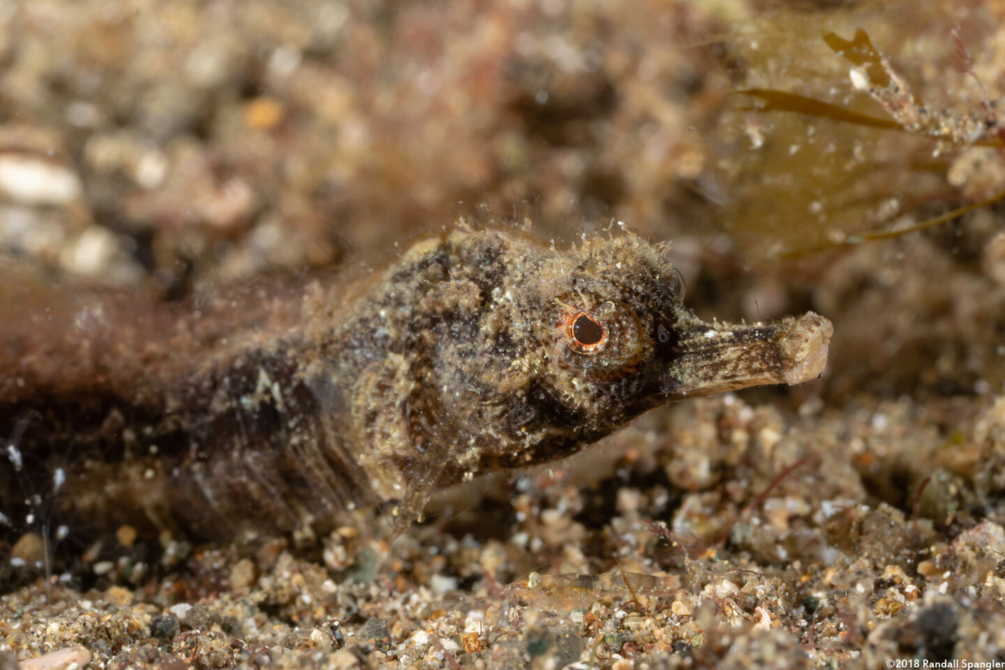 Halicampus grayi (Gray's Pipefish)