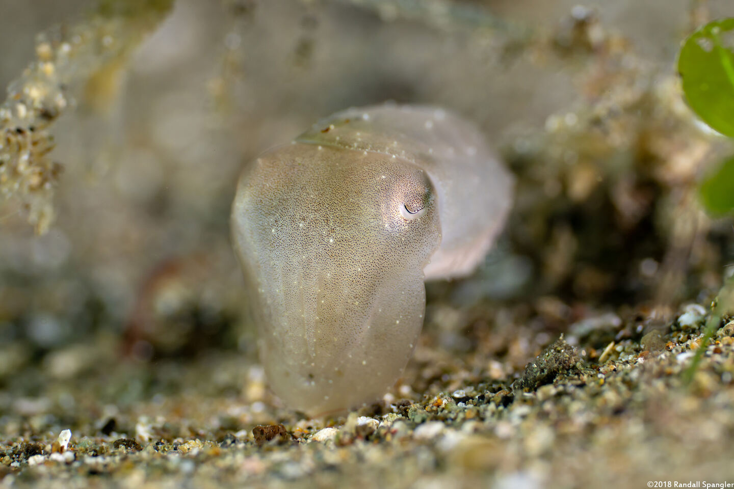 Sepia latimanus (Broadclub Cuttlefish)