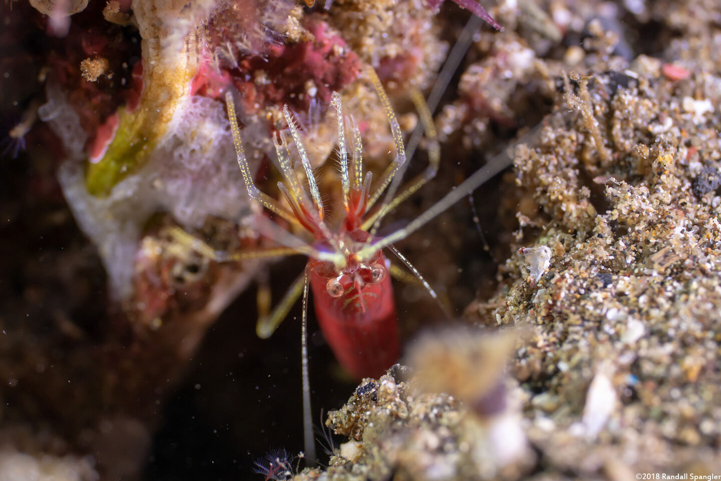 Lysmatella prima (Red-Striped Cleaner Shrimp)