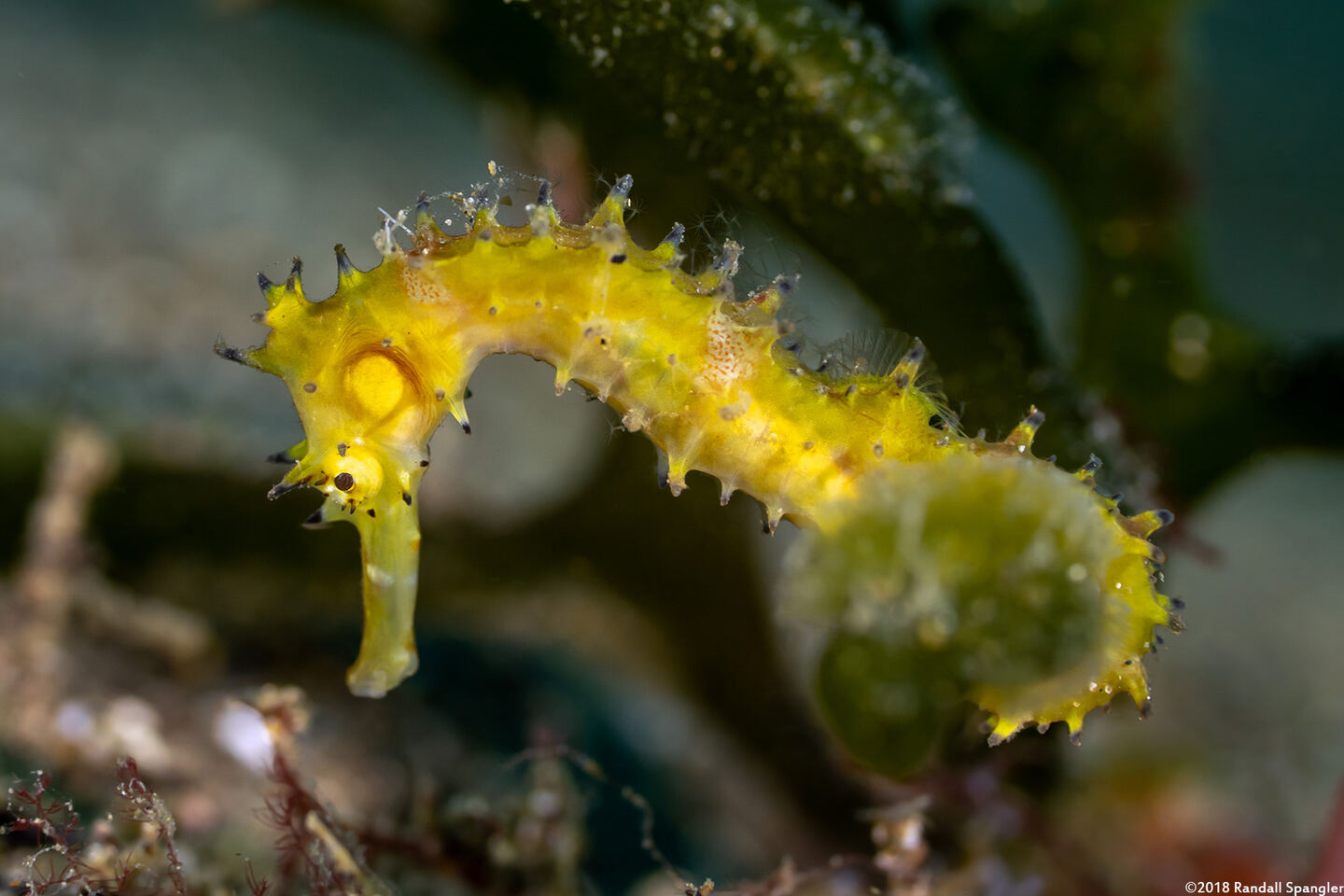 Hippocampus histrix (Thorny Seahorse)