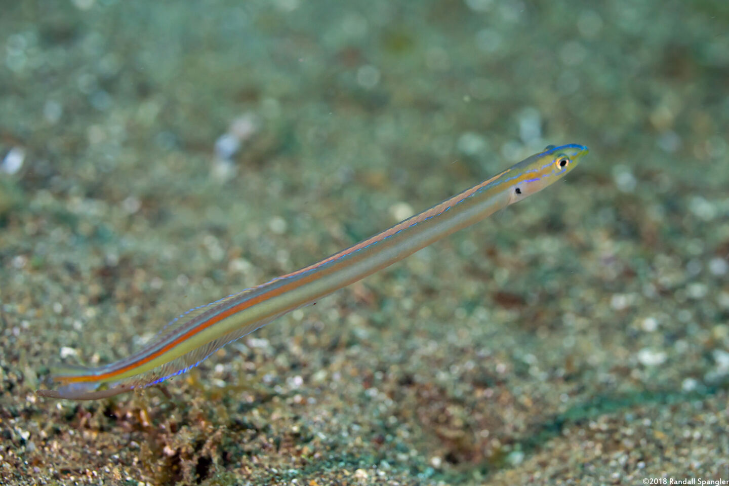 Gunnellichthys monostigma (Onespot Wormfish)