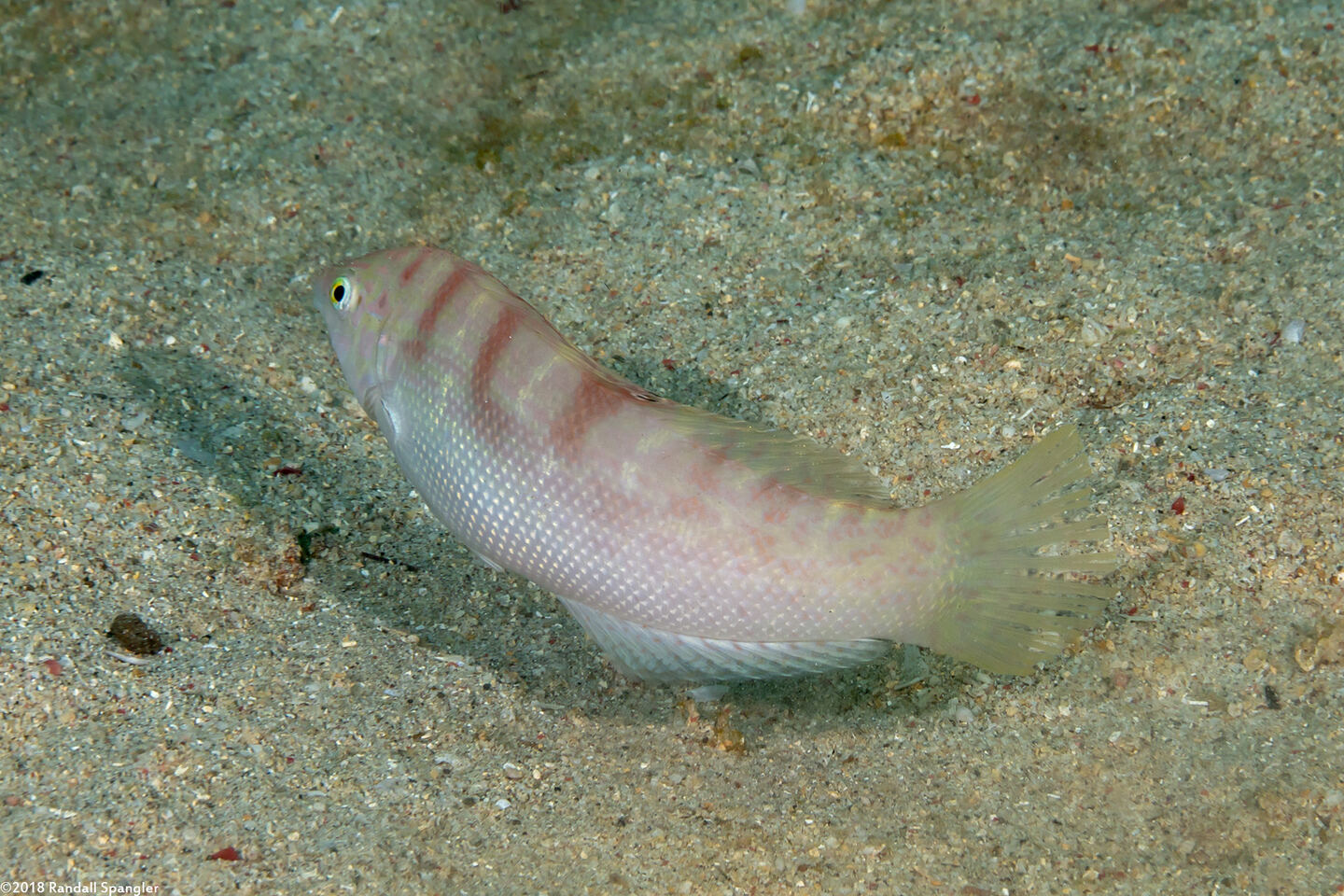 Coris batuensis (Batu Coris)