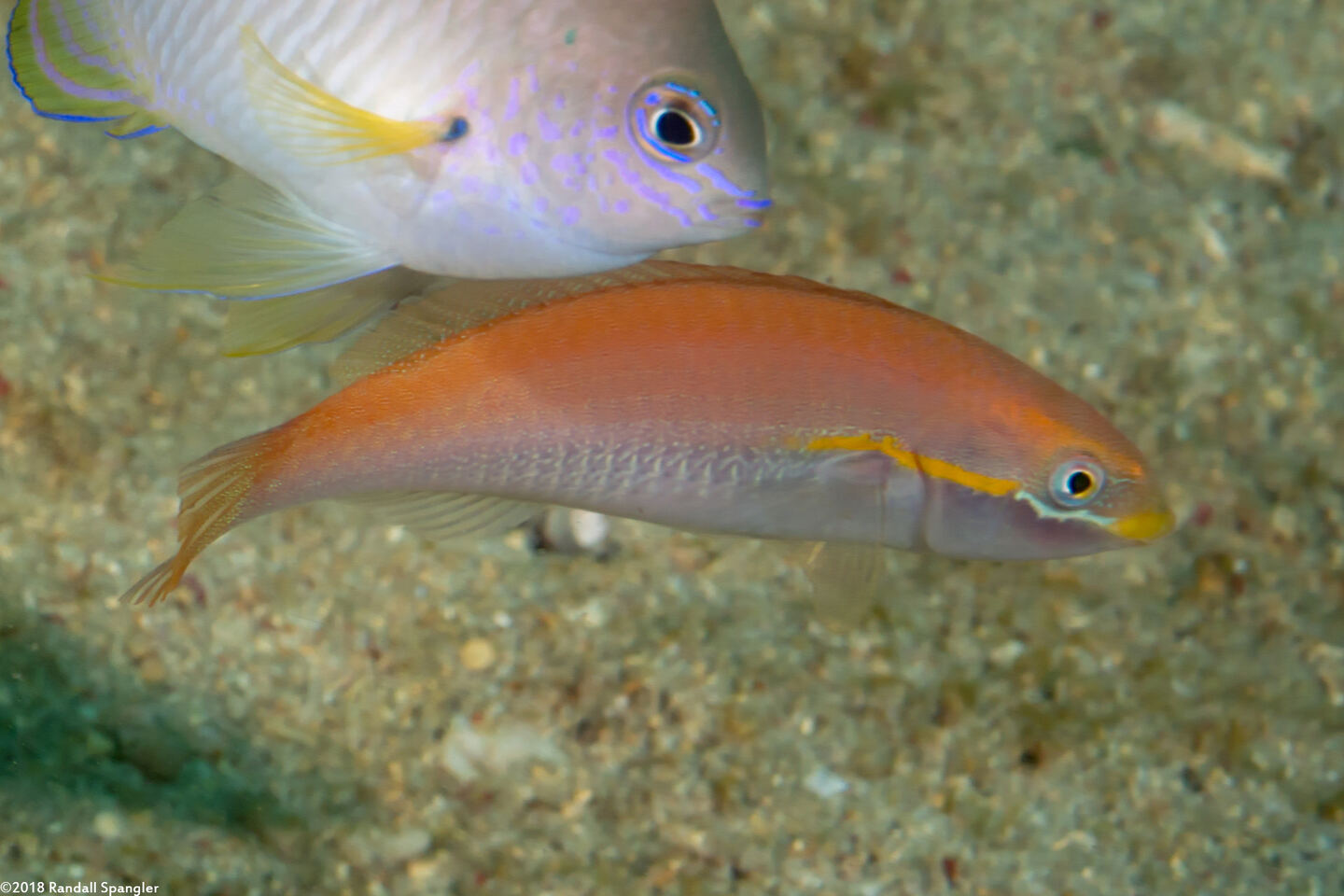 Stethojulis interrupta (Cutribbon Wrasse)