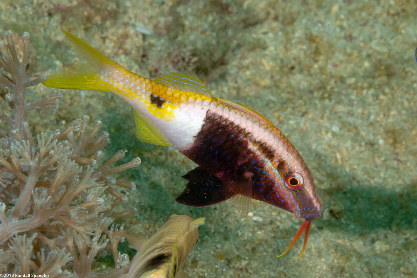 Parupeneus barberinoides (Bicolor Goatfish)