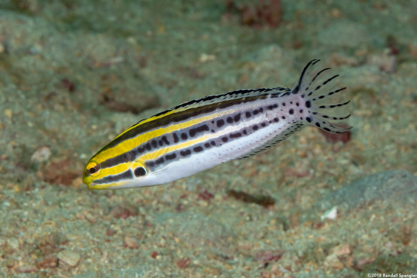 Meiacanthus grammistes (Striped Fangblenny)