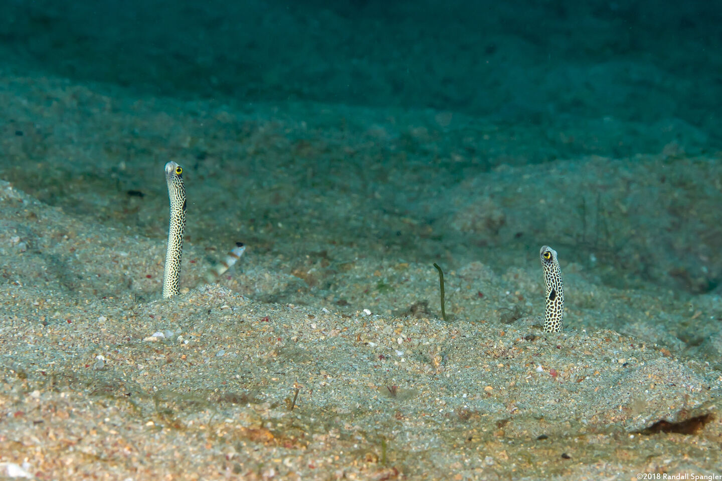 Heteroconger hassi (Spotted Garden Eel)
