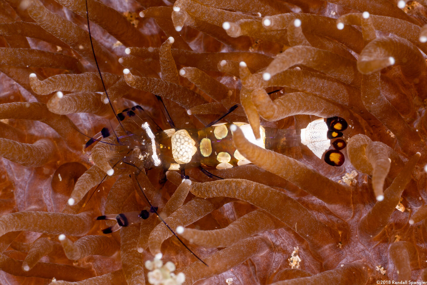 Ancylocaris brevicarpalis (Peacock-Tail Anemone Shrimp)
