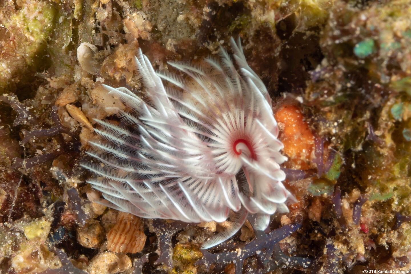 Bispira sp.2 (Bispira sp.2)