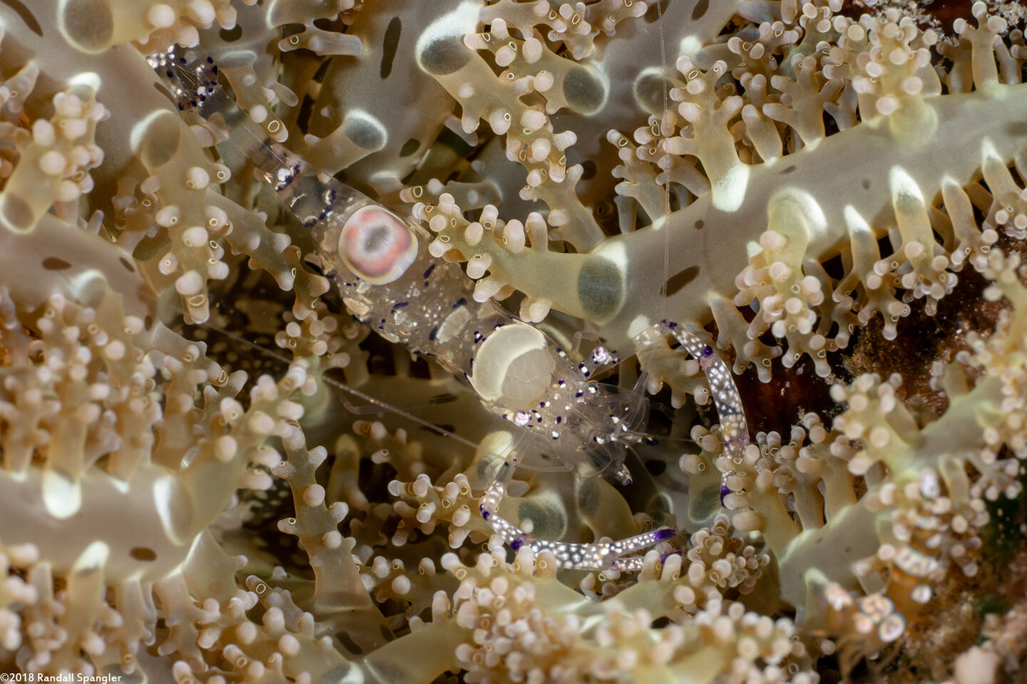 Ancylomenes venustus (Graceful Anemone Shrimp)