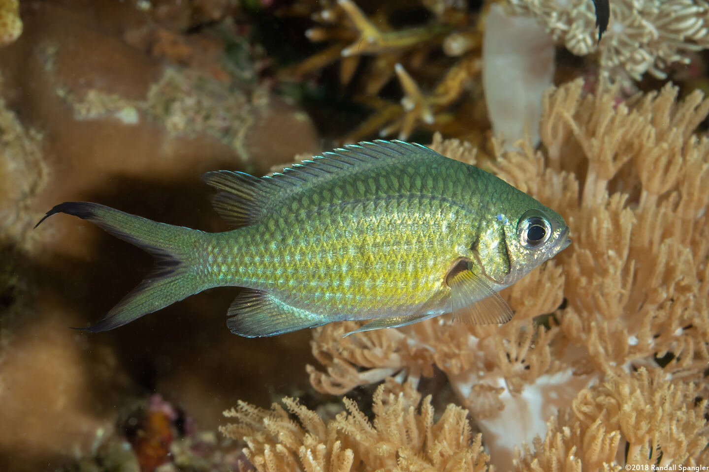 Chromis weberi (Weber's Chromis)