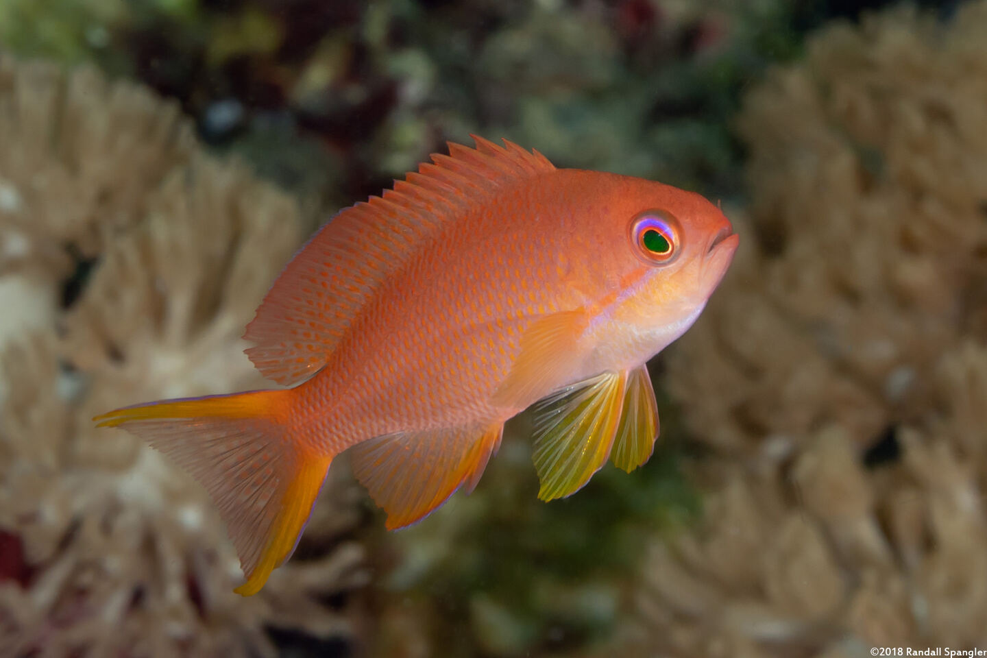 Pseudanthias squamipinnis (Scalefin Anthias)