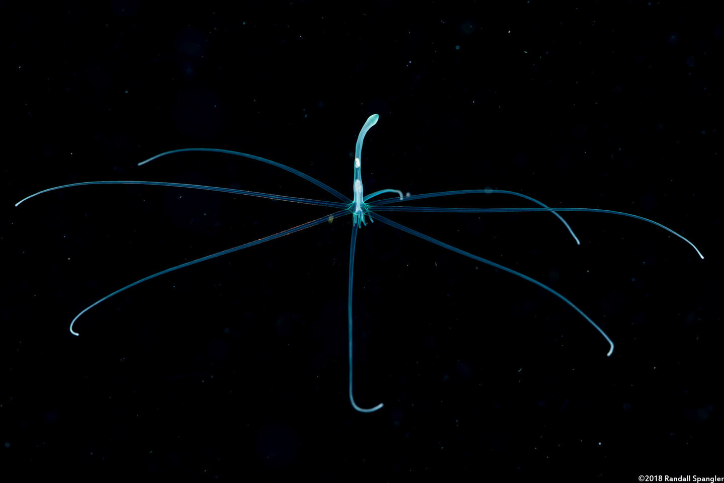 Cerianthus sp.2 (Tube-Dwelling Anemone)