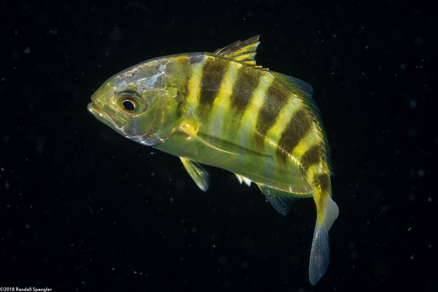 Gnathanodon speciosus (Golden Trevally)