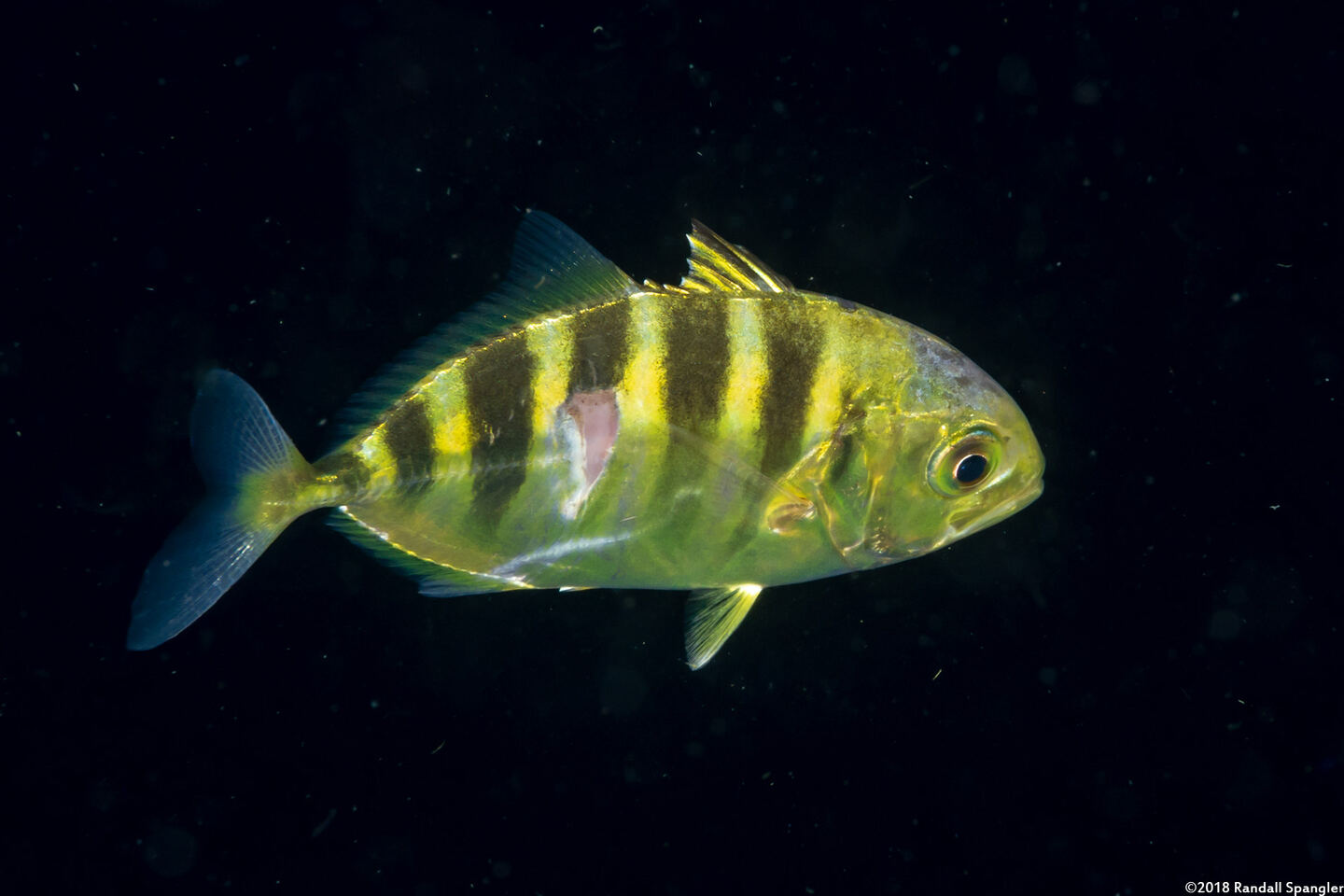 Gnathanodon speciosus (Golden Trevally)