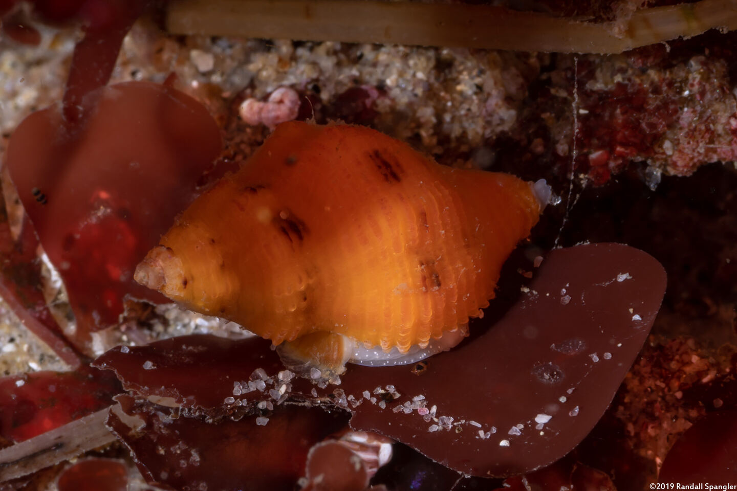 Paciocinebrina lurida (Lurid Rocksnail)