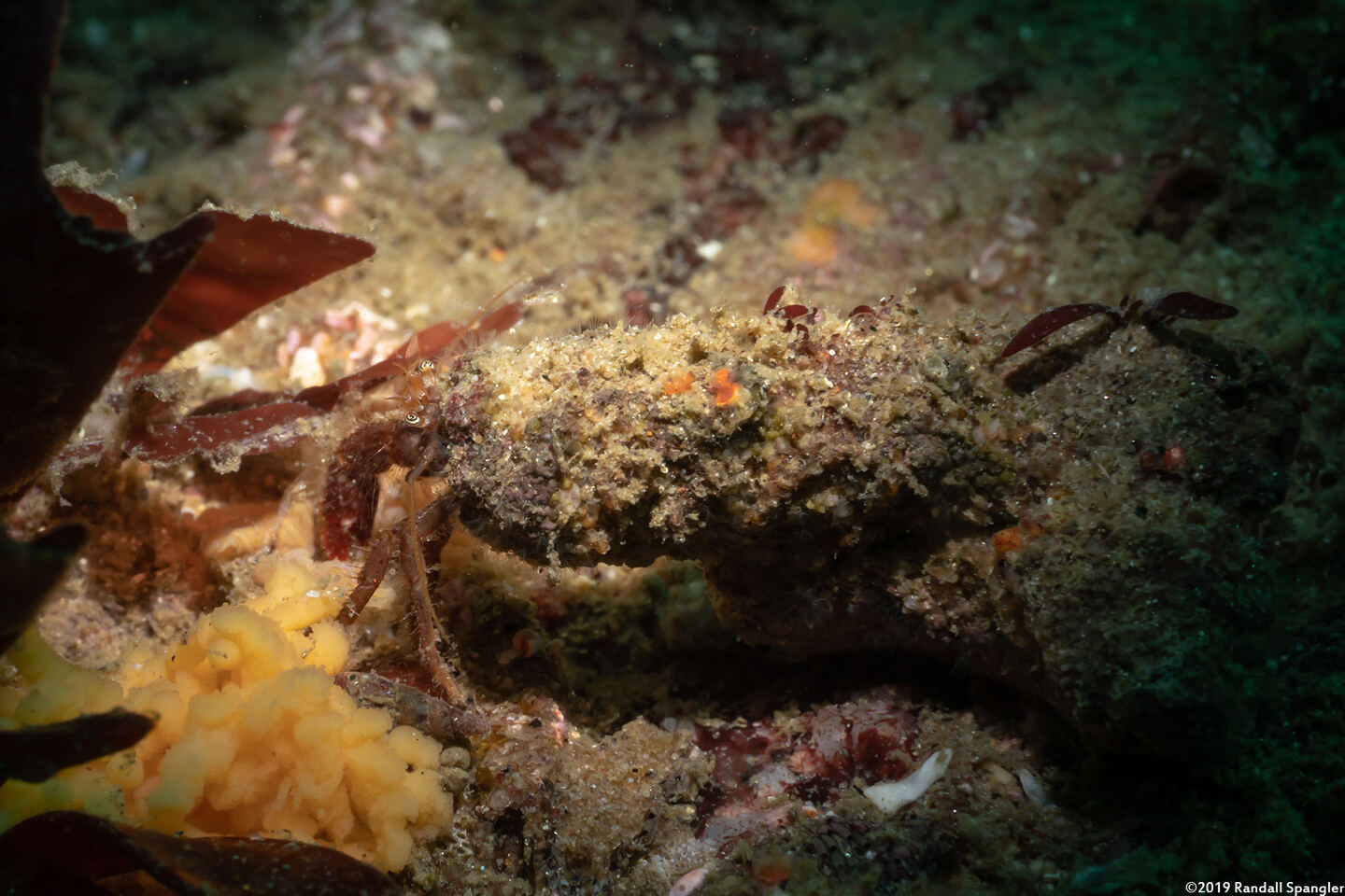 Orthopagurus minimus (Toothshell Hermit Crab)