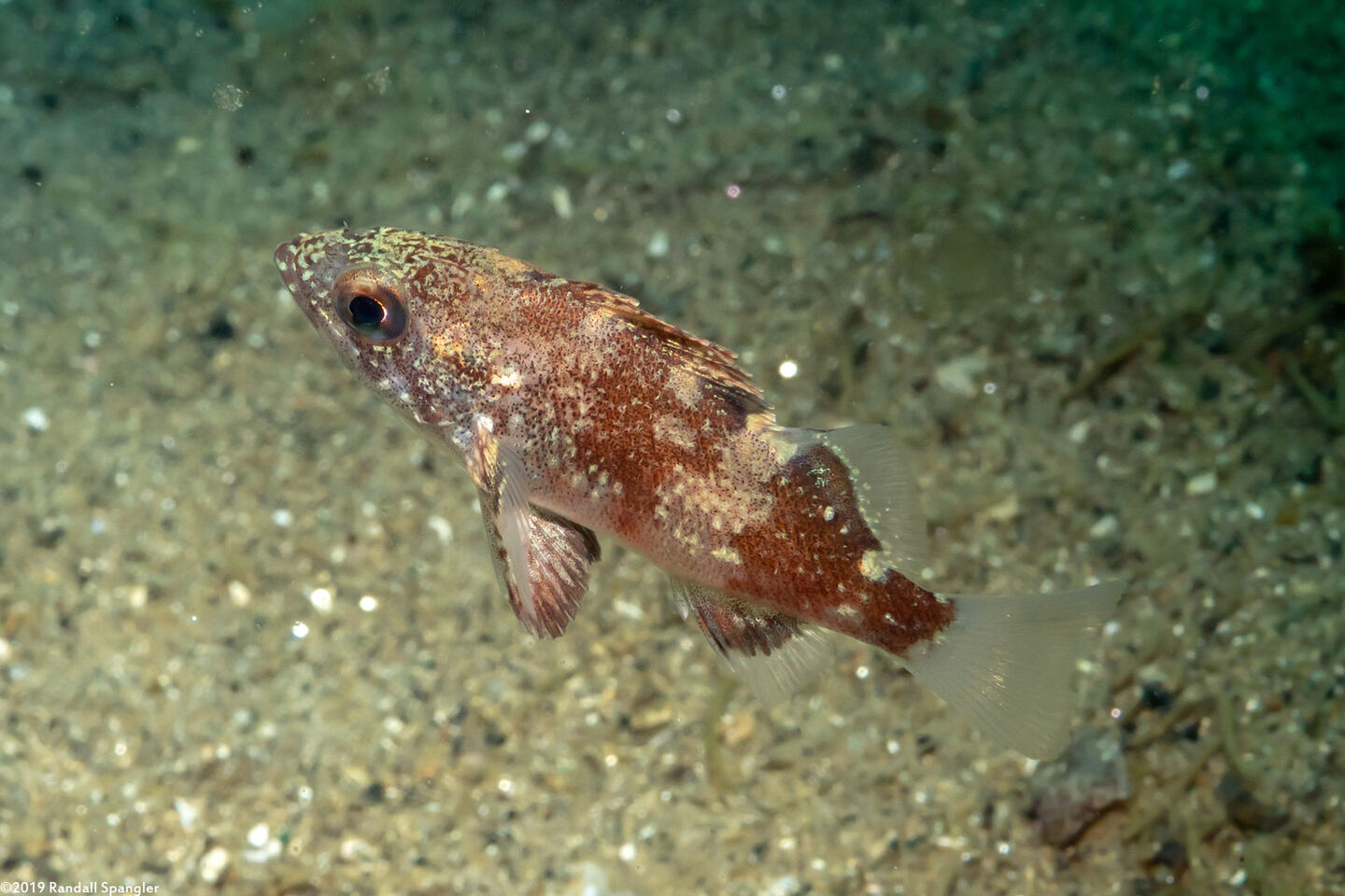 Sebastes miniatus (Vermilion Rockfish)