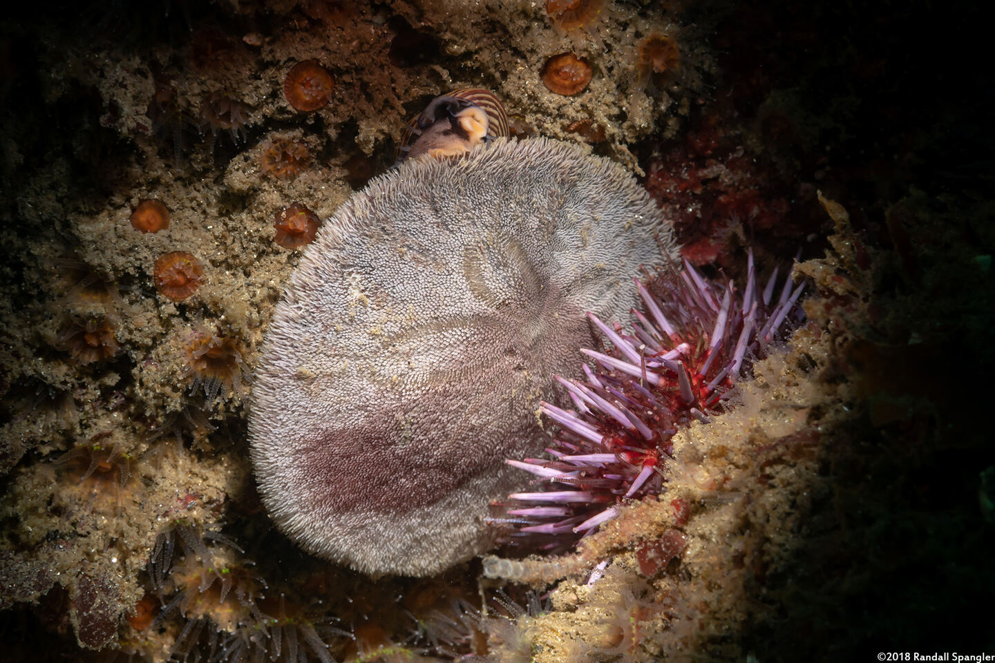 Dendraster excentricus (Sand Dollar)