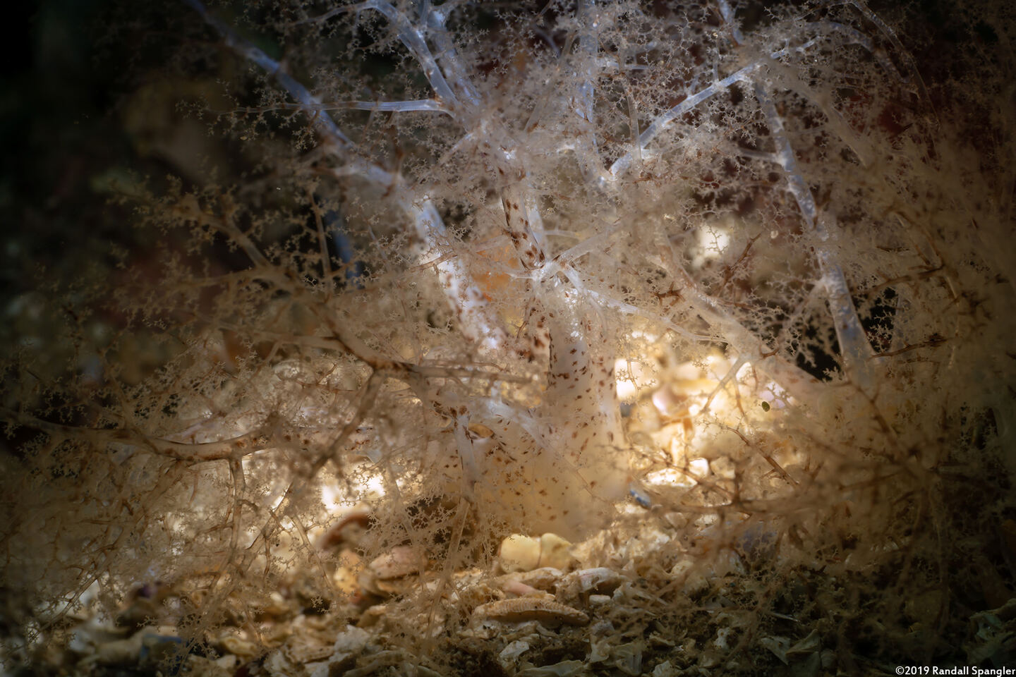 Cucumaria piperata (Peppered Sea Cucumber)