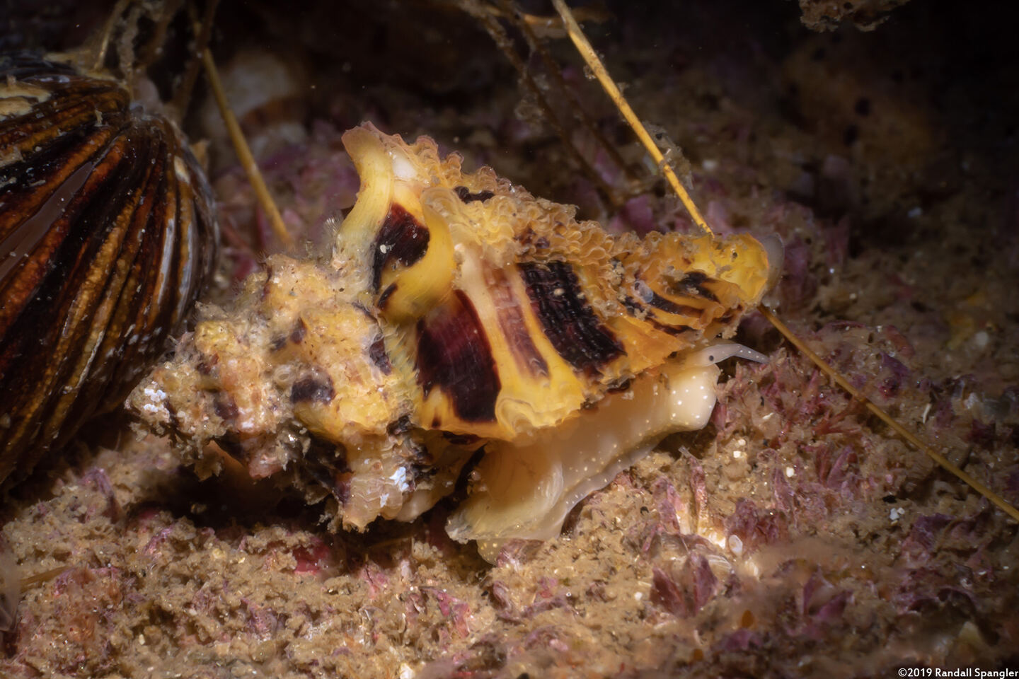 Paciocinebrina barbarensis (Paciocinebrina Barbarensis)