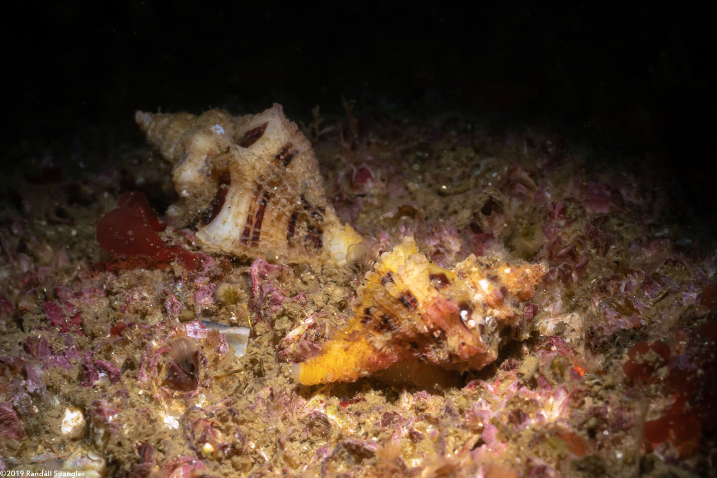 Paciocinebrina barbarensis (Paciocinebrina Barbarensis)