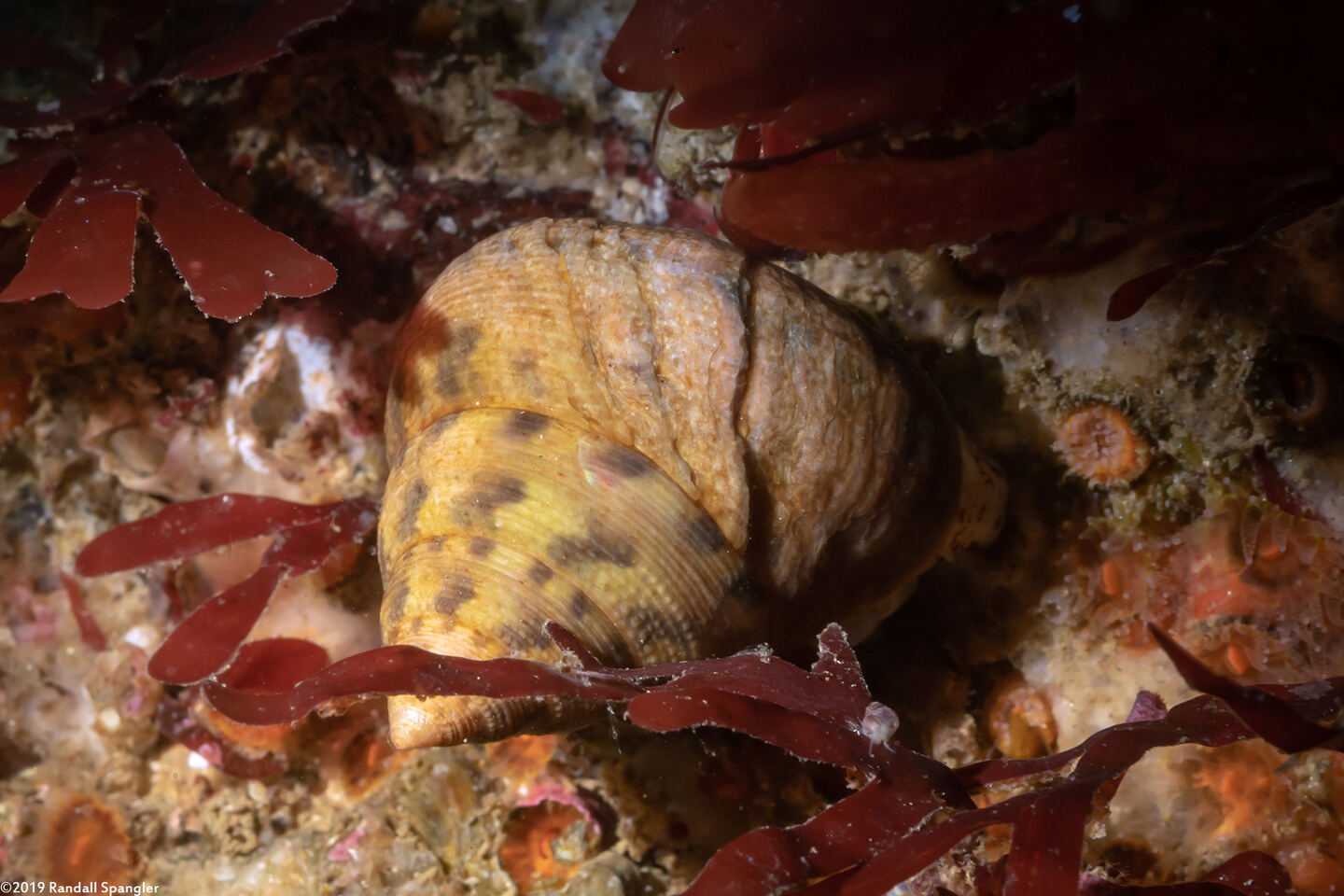 Calliostoma gloriosum (Glorious Top Snail)