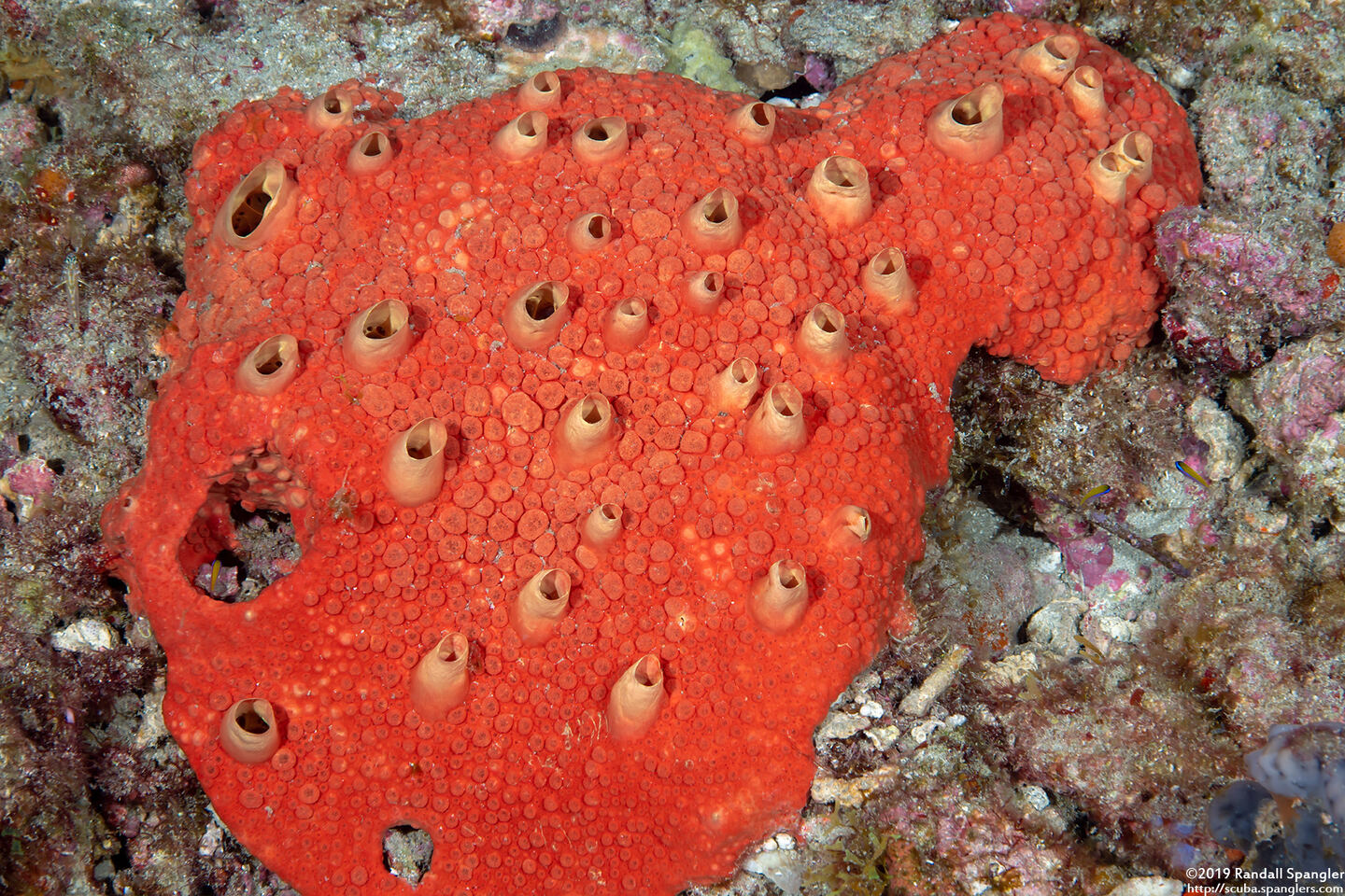 Cliothosa delitrix (Red Boring Sponge)