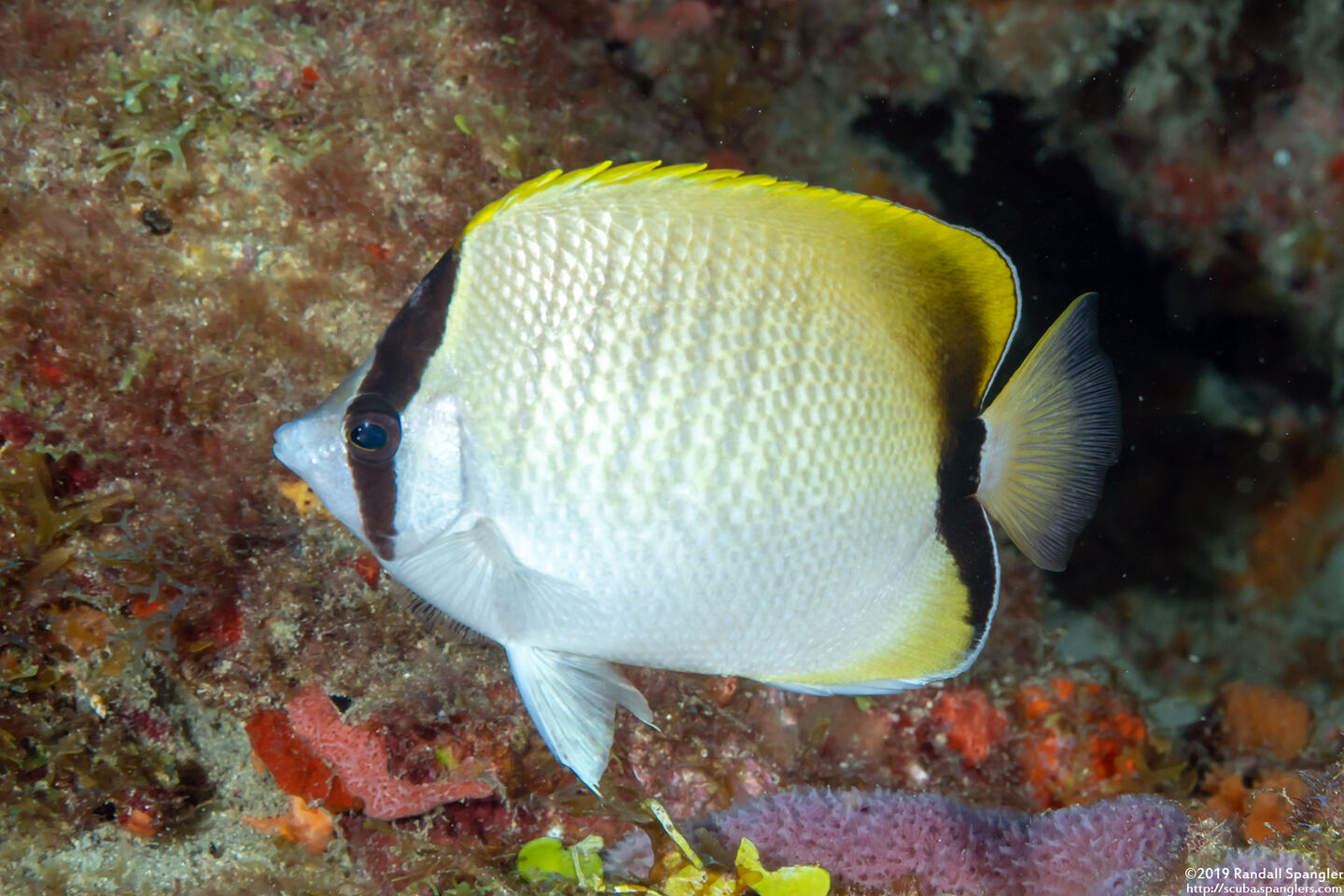 Chaetodon sedentarius (Reef Butterflyfish)