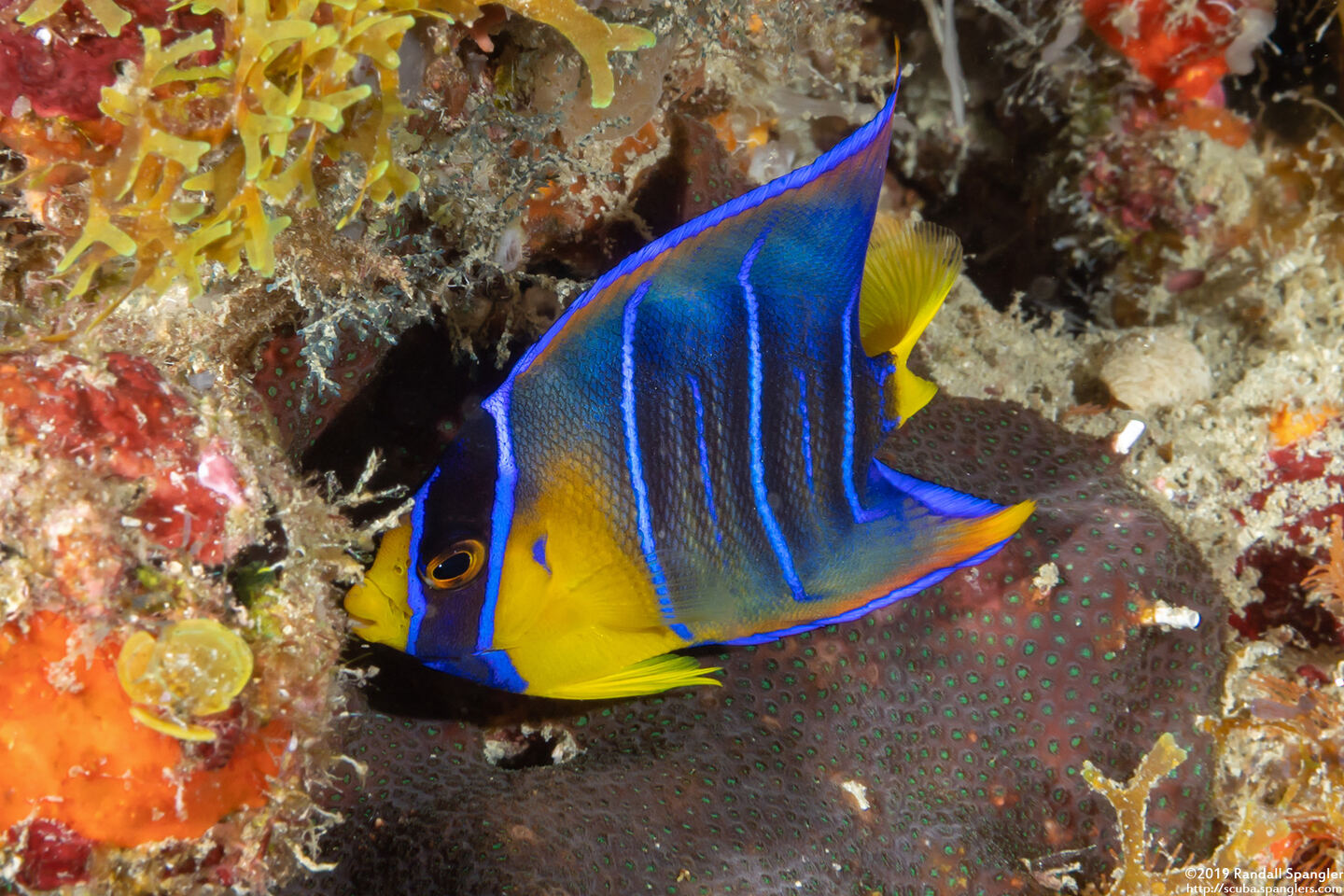 Holacanthus ciliaris (Queen Angelfish)